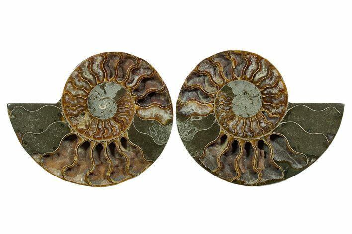 Cut & Polished, Agatized Ammonite Fossil - Madagascar #348997